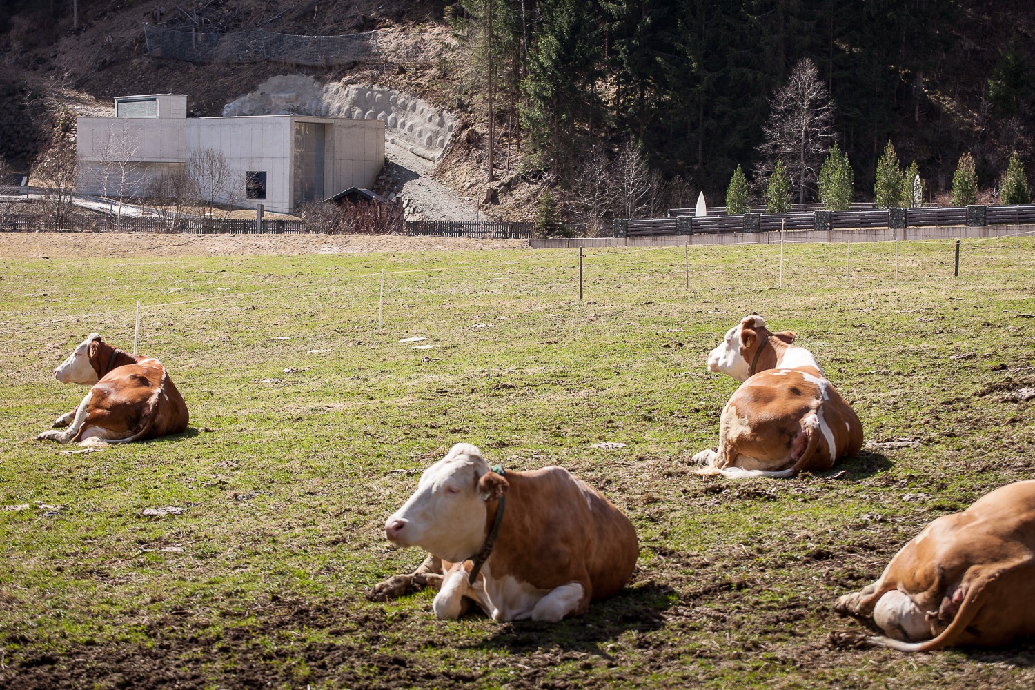 Kraftwerk des E-Werk Hopfgarten mit Kühen auf grüner Wiese im Vordergrund